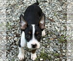 Small #1 Boston Terrier Mix