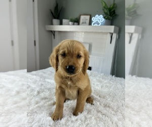 Golden Retriever Puppy for sale in INDIANAPOLIS, IN, USA