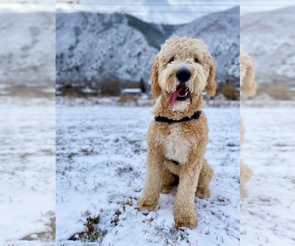 Medium Photo #1 Goldendoodle Puppy For Sale in TORRANCE, CA, USA