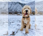 Small Photo #1 Goldendoodle Puppy For Sale in TORRANCE, CA, USA