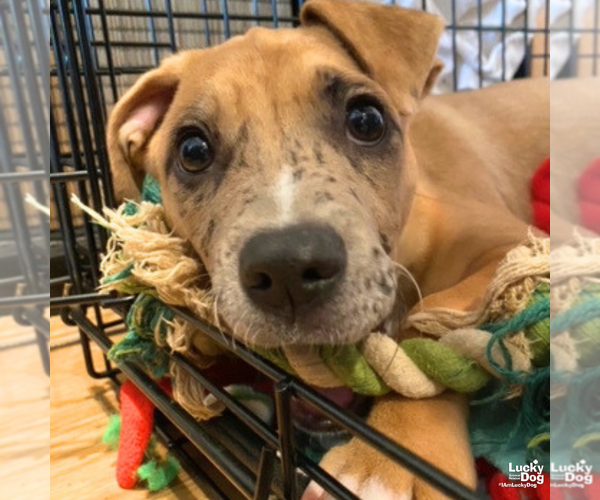 Medium Photo #7 Labrador Retriever-Unknown Mix Puppy For Sale in Washington, DC, USA