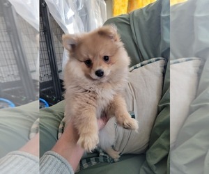 Pomeranian Puppy for sale in WILLIAMSBURG, CO, USA