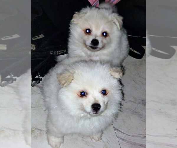 Medium Photo #1 Miniature American Eskimo Puppy For Sale in MONTGOMERY CREEK, CA, USA