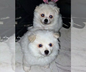 Miniature American Eskimo Puppy for Sale in MONTGOMERY CREEK, California USA