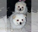 Small Photo #1 Miniature American Eskimo Puppy For Sale in MONTGOMERY CREEK, CA, USA
