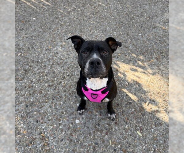 Medium Photo #1 American Staffordshire Terrier-Unknown Mix Puppy For Sale in San Antonio, TX, USA