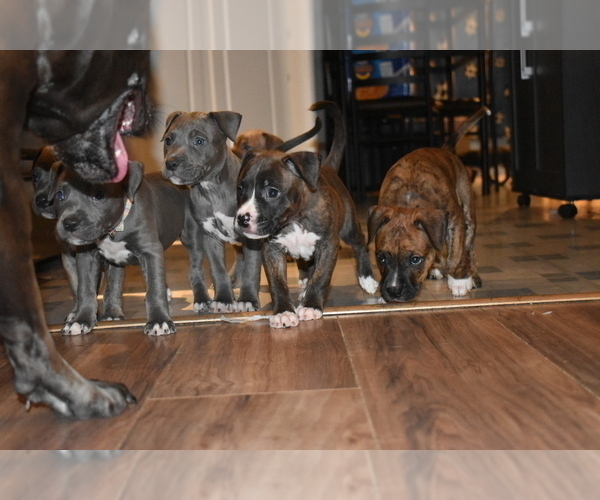 Medium Photo #4 American Bully Puppy For Sale in WILLOW SPRING, NC, USA