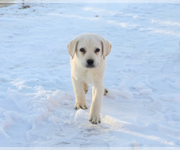 Medium Photo #1 Labrador Retriever Puppy For Sale in SYRACUSE, IN, USA