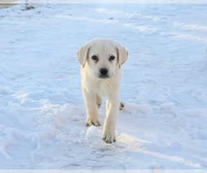 Labrador Retriever Puppy for sale in SYRACUSE, IN, USA