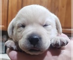 Small Photo #35 Labrador Retriever Puppy For Sale in OLYMPIA, WA, USA