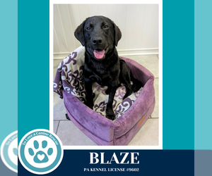 Labrador Retriever-Unknown Mix Dogs for adoption in Kimberton, PA, USA