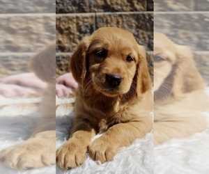 Golden Retriever Puppy for Sale in CINCINNATI, Ohio USA