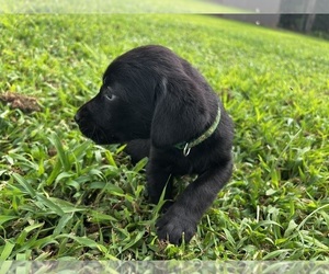 Labrador Retriever Puppy for sale in AMHERST, VA, USA