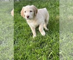 Puppy 3 Goldendoodle-Labrador Retriever Mix