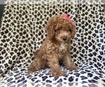 Small #5 Cavapoo