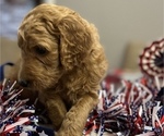 Small Photo #13 Goldendoodle Puppy For Sale in CAPE CORAL, FL, USA