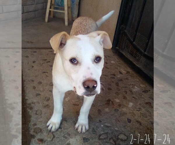 Medium Photo #2 Labrador Retriever-Unknown Mix Puppy For Sale in Apple Valley, CA, USA