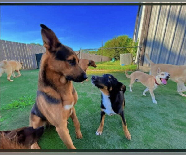 Medium Photo #4 German Shepherd Dog-Unknown Mix Puppy For Sale in Winston Salem, NC, USA