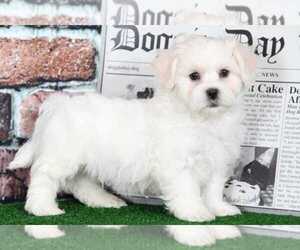 Zuchon Puppy for sale in BEL AIR, MD, USA