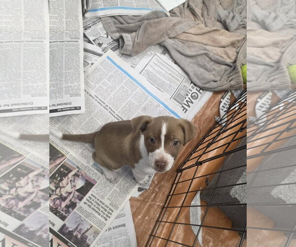 Medium Photo #3 Jack Russell Terrier-Unknown Mix Puppy For Sale in SHERBURNE, NY, USA