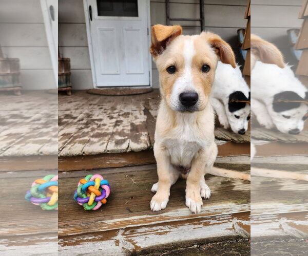 Medium Photo #4 Mutt Puppy For Sale in New London, WI, USA