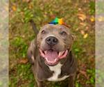 Small American Pit Bull Terrier Mix