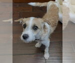Small #1 Mutt