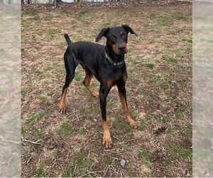 Doberman Pinscher Dogs for adoption in Princeton, MN, USA
