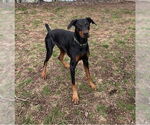 Small Doberman Pinscher