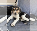 Small #2 Labrador Retriever Mix