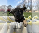 Puppy Anastasia German Shepherd Dog-Siberian Husky Mix
