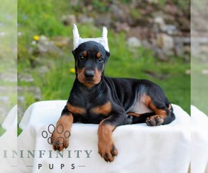 Doberman Pinscher Puppy for sale in NEWMANSTOWN, PA, USA