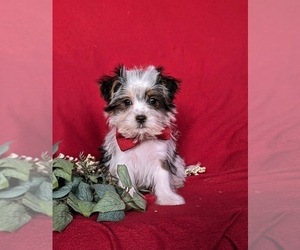 Biewer Terrier-Maltese Mix Puppy for sale in LEOLA, PA, USA