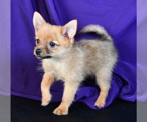 Yoranian Puppy for sale in ROCK VALLEY, IA, USA