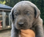 Puppy 5 Labrador Retriever