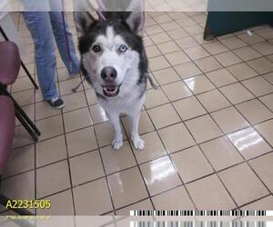 Siberian Husky Dogs for adoption in West Palm Beach, FL, USA