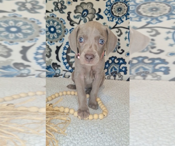 Medium Photo #2 Weimaraner Puppy For Sale in LEWISBURG, KY, USA