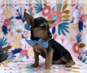 Torkie Puppy for sale in LANCASTER, PA, USA
