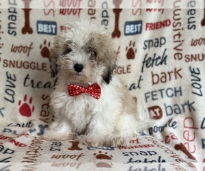 Zuchon Puppy for sale in LAKELAND, FL, USA