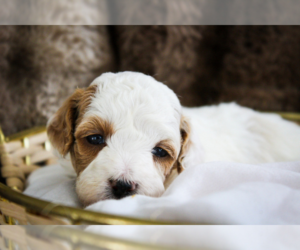 Medium Photo #12 Poodle (Miniature)-Sheepadoodle Mix Puppy For Sale in FAYETTEVILLE, NC, USA