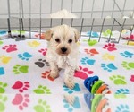 Small #3 Maltese-Poodle (Toy) Mix