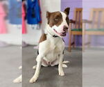 Small American Staffordshire Terrier Mix