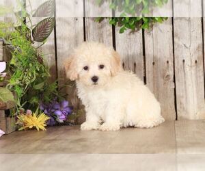 Poodle (Toy) Puppy for sale in MOUNT VERNON, OH, USA