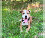 Small #5 Mutt