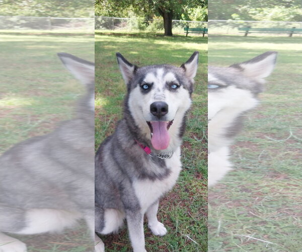 Medium Photo #6 Siberian Husky Puppy For Sale in Cumming, GA, USA