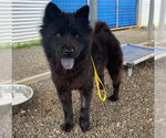 Small #2 Chow Chow
