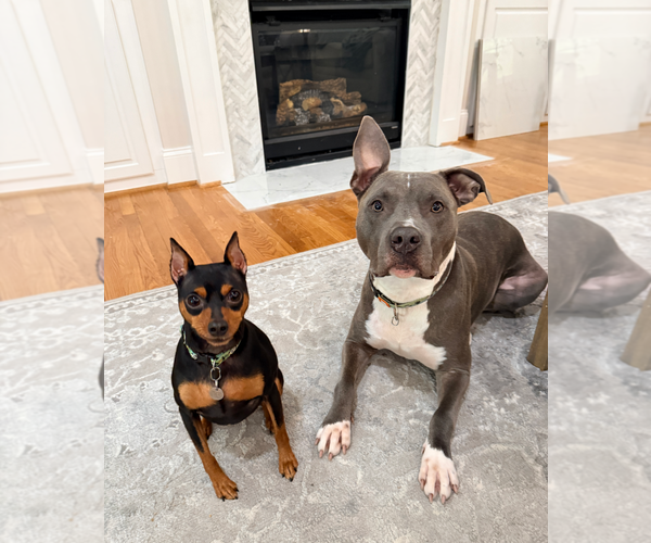 Medium Photo #13 American Staffordshire Terrier-Unknown Mix Puppy For Sale in Holly Springs, NC, USA