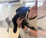 Small #1 Chihuahua Mix