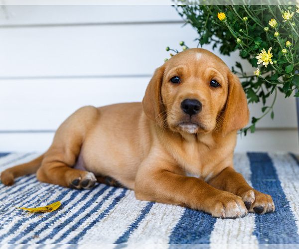 Medium Photo #1 Golden Retriever-Jack Russell Terrier Mix Puppy For Sale in WAKARUSA, IN, USA