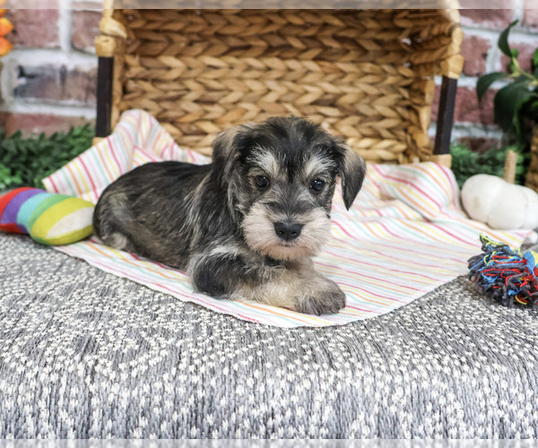 Medium Photo #2 Schnauzer (Miniature) Puppy For Sale in SYRACUSE, IN, USA